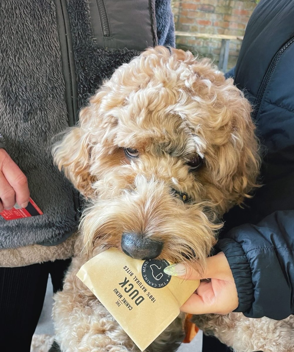 "I'll have this duck treat thanks and throw in a flat white for my human please. Woof!" #cardiff #dogsofcardiff #cardiffcoffee
