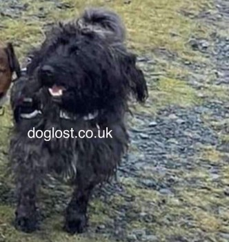 millypod1's tweet photo. ANGUS HOME SAFE. THANKS FOR RT's 😊🐕🐾
🆘5 NOV 2024 #Lost ANGUS #ScanMe
Black Terrier Cross Male
#Longtown a market town in #Cumbria #CA6 https://t.co/Ci51hSne2A https://t.co/yrBSLh9giU