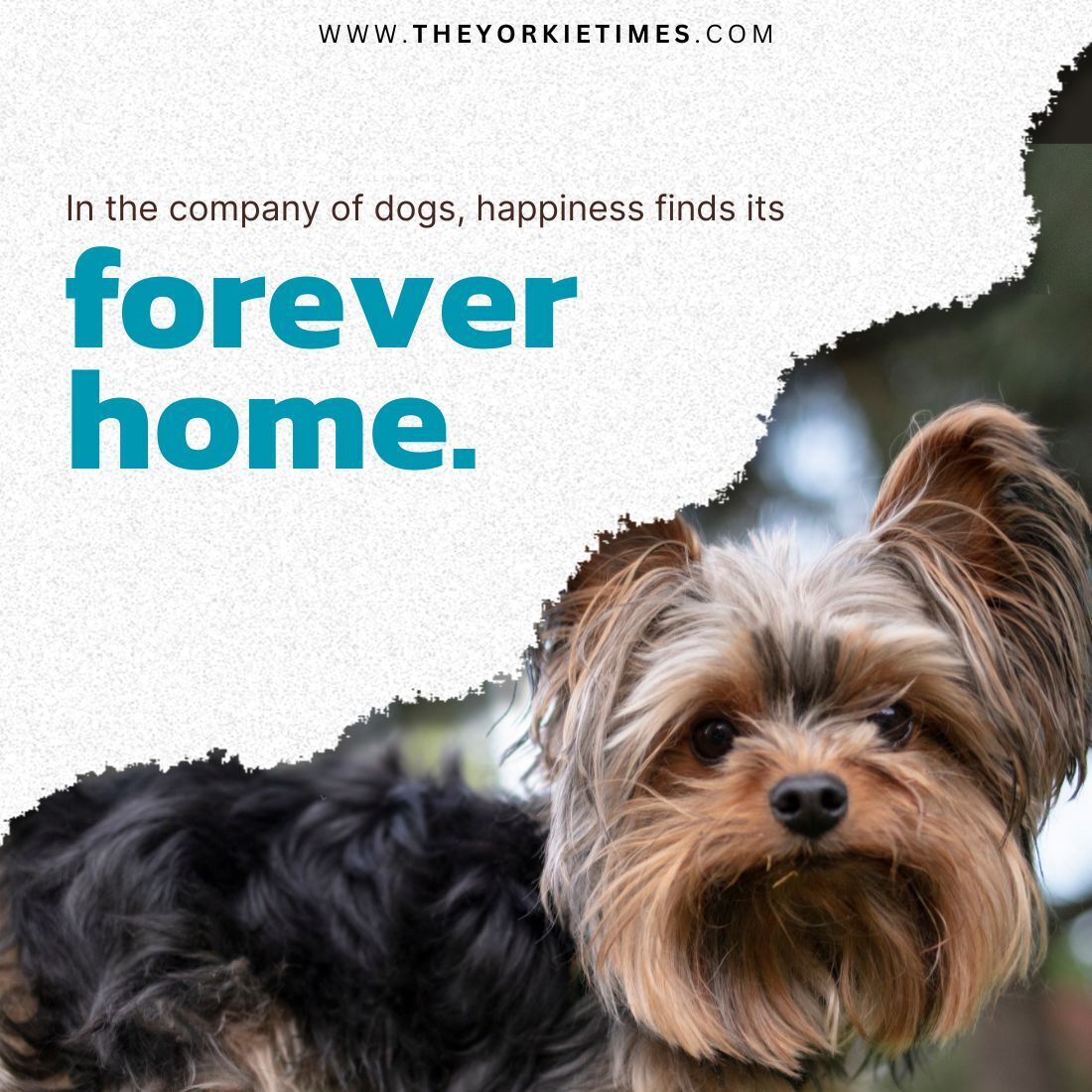 Got a Yorkie at home? Share your pride in the comments below!