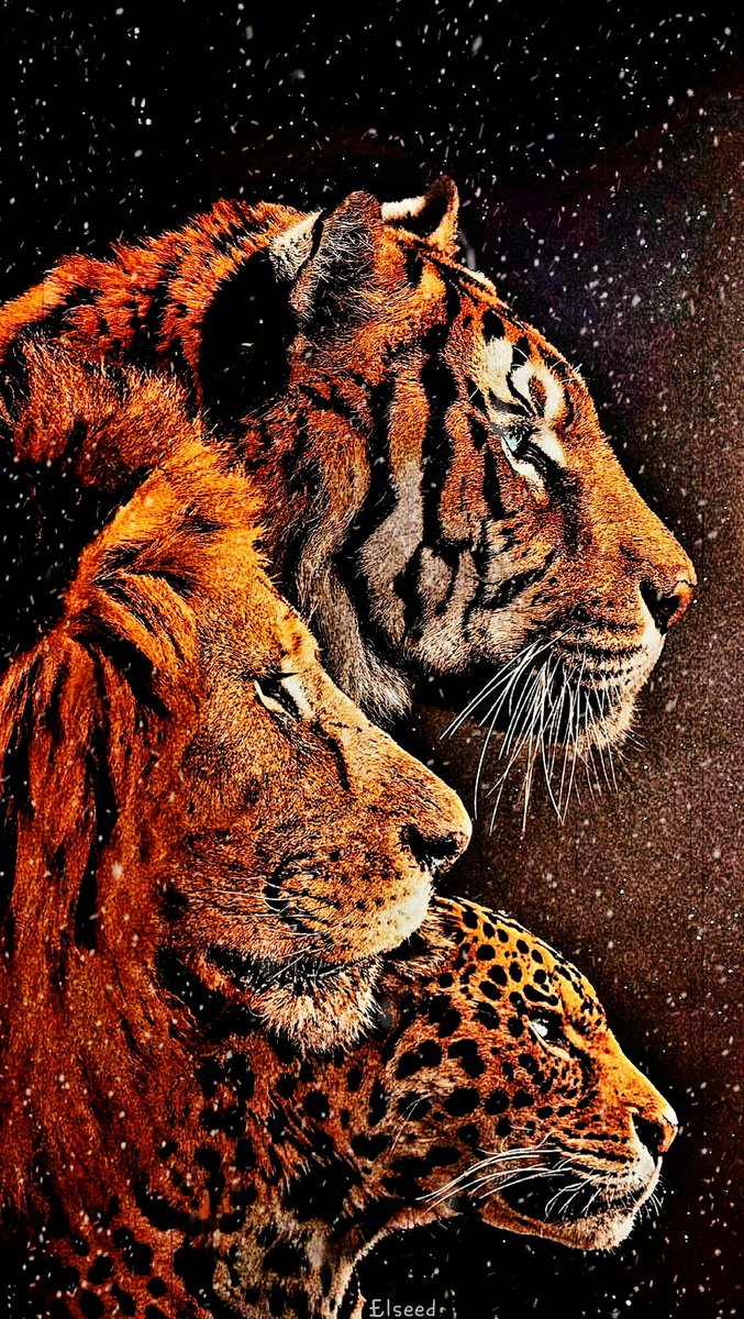 ElseedUg's tweet photo. In the eyes of large cats, one can see the untamed wilderness that still resides within us all.
Elseedart
Acrylics painting on gallery canvas
Size: 23x33 inches
Looking for a forever home πΎ
#artist #animalfanatics #artistsupport #artistgrowth #artcommissions #onlinegallery https://t.co/J5c3sVgJj8