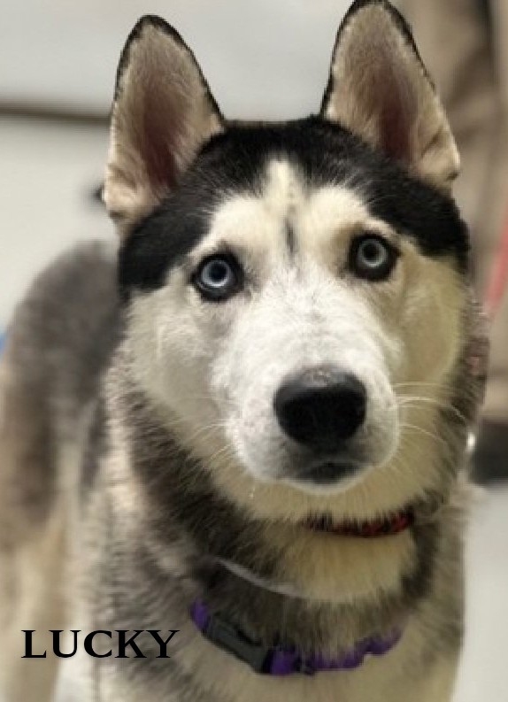 💔KILL COMMAND💔
LUCKY💙   211482
#NYCACC
He's just 1 year old, social, affectionate, playful &amp; active!
Friendly w/strangers &amp; kids!💞
Raised w/small dog.
Housetrained⭐
Beautiful &amp; smart!
Loves toys, fetch🥏 &amp; playing outside!🌳
FOSTER/RESCUE #PLEDGE