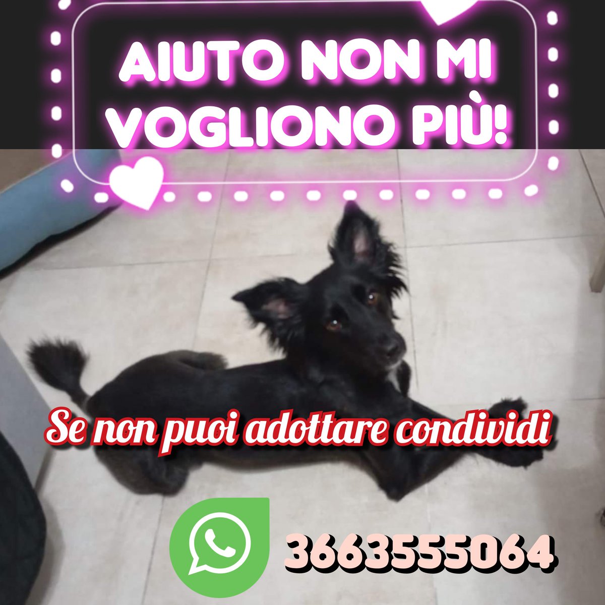 FiorellaArcodi1's tweet photo. Un ' altra innocente che non avrà più 🏡 
Tocca a NOI 💖 
Femmina 5 /6 anni taglia medio piccola ❤️ 
Va d' accordo con tutti 
Si trova a Napoli 💙 
3663555064 https://t.co/TKyc9up3yD