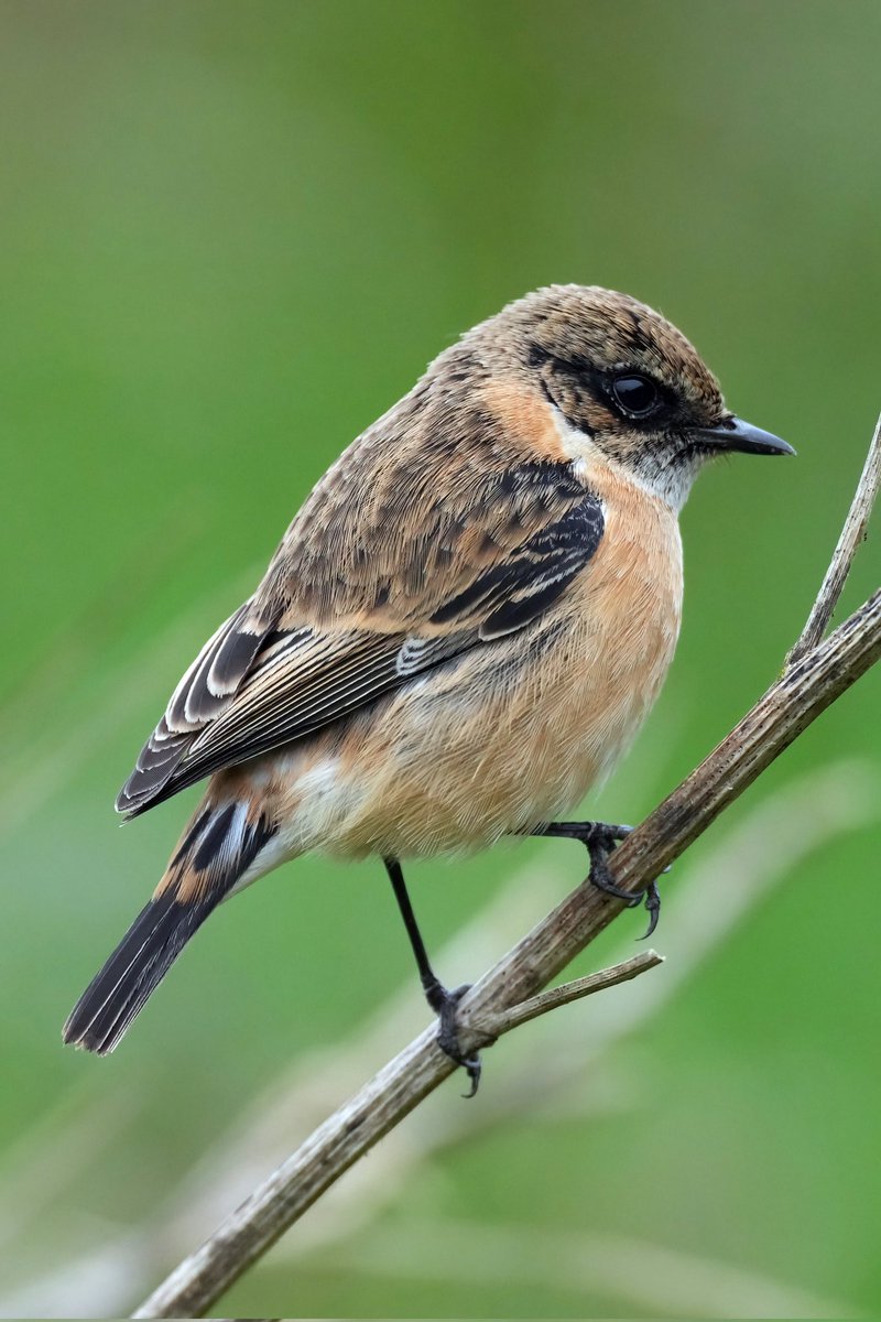 Gary Watton (@garywatton1) on Twitter photo Amur Stonechat at Trimley yesterday morning. Quite confiding but had to wait half an hour or so before it appeared.
<a href="/BTO_Suffolk/">BTO Suffolk</a> <a href="/BirdGuides/">BirdGuides</a> <a href="/RareBirdAlertUK/">RareBirdAlertUK</a> <a href="/SuffolkBirdGrp/">Suffolk Bird Group</a> <a href="/suffolkwildlife/">SuffolkWildlifeTrust</a> Amur Stonechat at Trimley yesterday morning. Quite confiding but had to wait half an hour or so before it appeared.
<a href="/BTO_Suffolk/">BTO Suffolk</a> <a href="/BirdGuides/">BirdGuides</a> <a href="/RareBirdAlertUK/">RareBirdAlertUK</a> <a href="/SuffolkBirdGrp/">Suffolk Bird Group</a> <a href="/suffolkwildlife/">SuffolkWildlifeTrust</a>