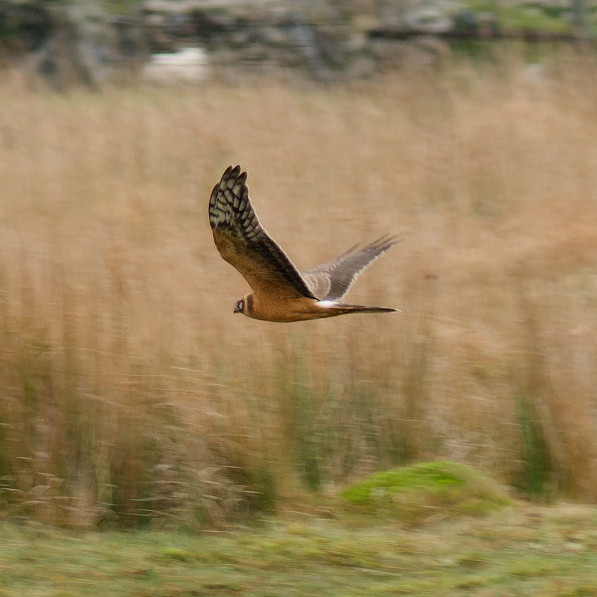 34fgsg's tweet photo. Pallid Harrier today. Hard bird - a single 15 second view in a 9 hour session. @birds_sophie https://t.co/yZbf235kY0
