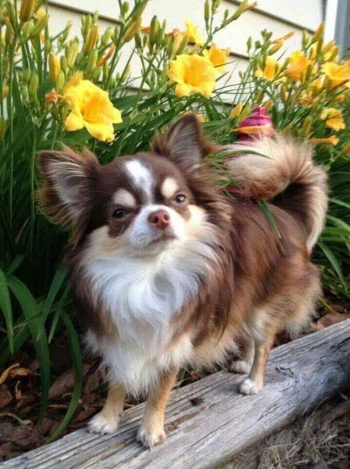 Chihuahua Lovers (@ChihuahuaofUSA) / Posts / X