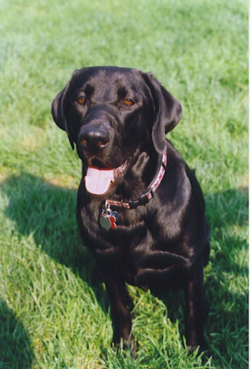 BretHoovler's tweet photo. There is no need to apologize.If there is ever a time to not apologize for losing composure, it’s when you have to say goodbye to one of your dogs. I know I was a blubbering baby when we had to say goodbye to these 4.Always w/ us in spirit. #RIPBen #Champ #Griffey #Darby #Bumber https://t.co/Q5Nf0DqVi2