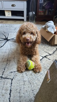 millypod1's tweet photo. 🆘8 NOV 2024 #Lost WILLOW #ScanMe
Apricot/Ginger Poodle Toy Female
Friends house in #Sykesmoor #Wilnecote #Tamworth #Staffordshire #B77 Last seen #M42 heading towards Burton way, but soon ran over the fields up towards Pooley Park area. PLEASE SHARE.
https://t.co/sREWYOsuoo https://t.co/mX0CrEE2T0