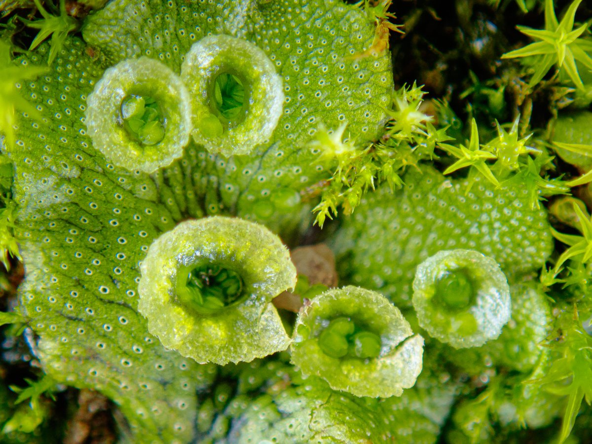 Common liverwort (Marchantia polymorpha var ruderalis) <a href="/HolkhamEstate/">Holkham</a>, TF84/VC28 West Norfolk, England. Gemmae (asexual buds) in cups like eggs in nests. Note also Nostoc cyanobacteria: these colonies more squishy olives than loose ribbons (see linked). x.com/specanatura/st…