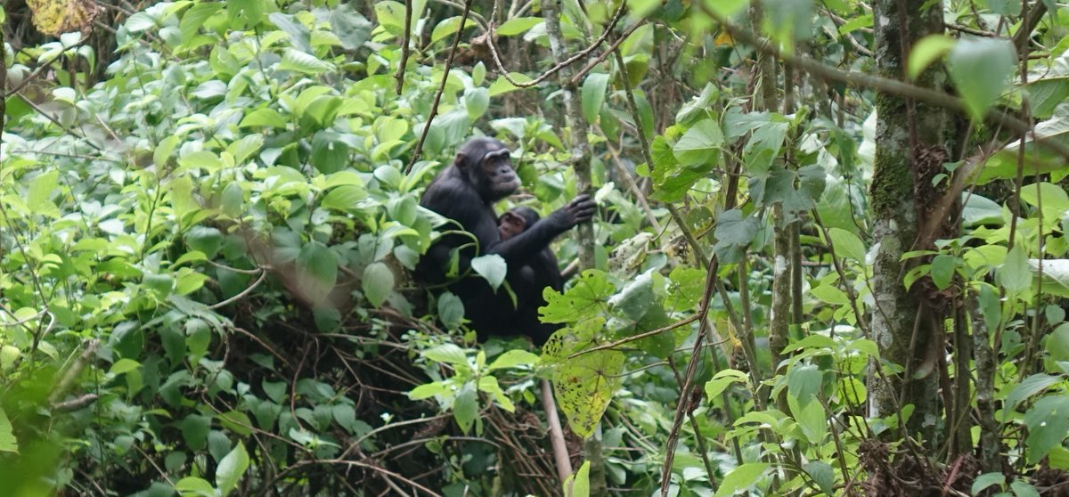 Forest of Hope (FHA) tweet media