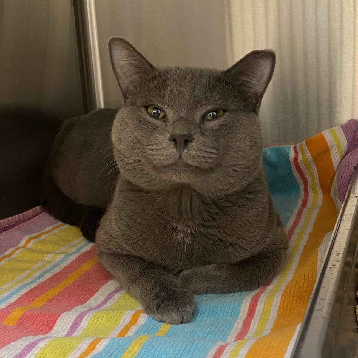 Homeward Bound Pet Adoption Center tweet media