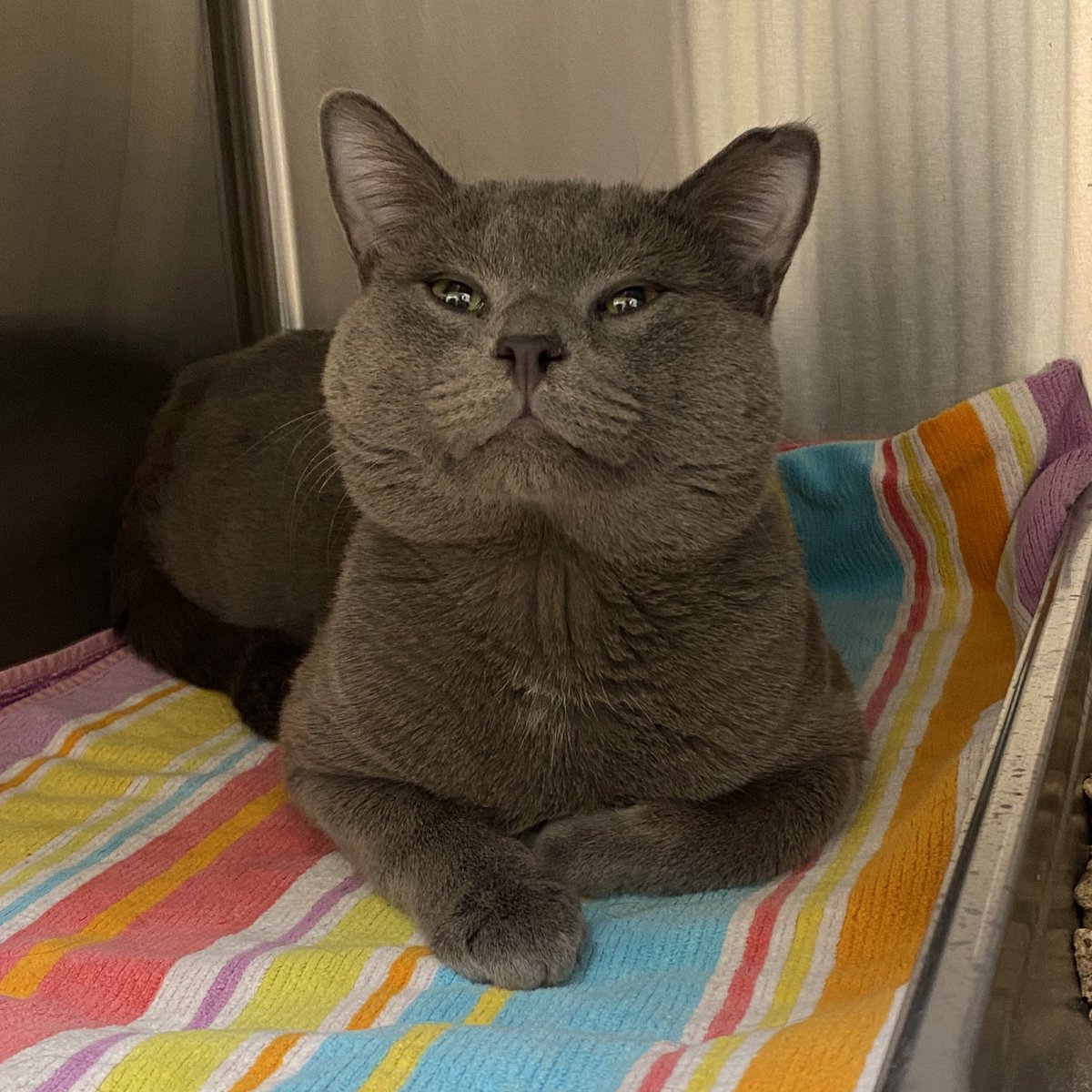 Homeward Bound Pet Adoption Center tweet media