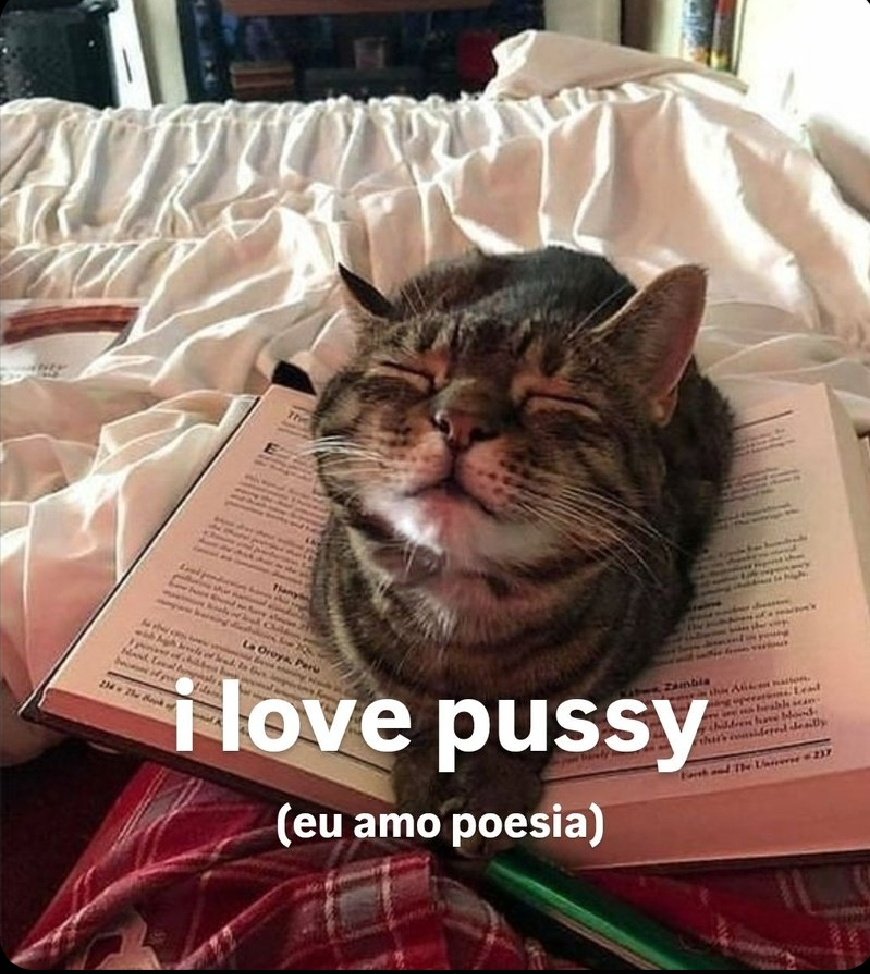 perfil dedicado a gatinhos e peitos (@odeiootaco) on Twitter photo 