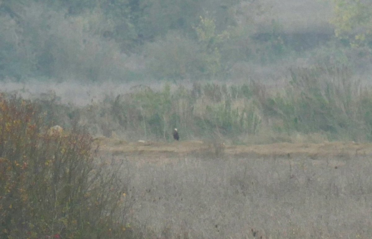 BigStarBirding tweet media