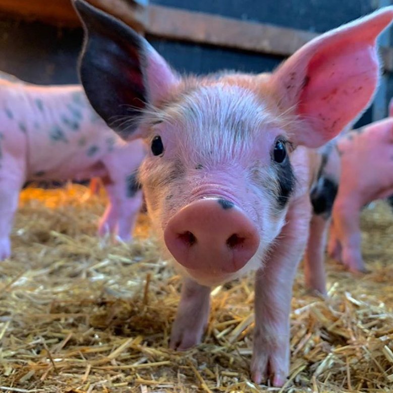 Pig of the Day 🐷 tweet media