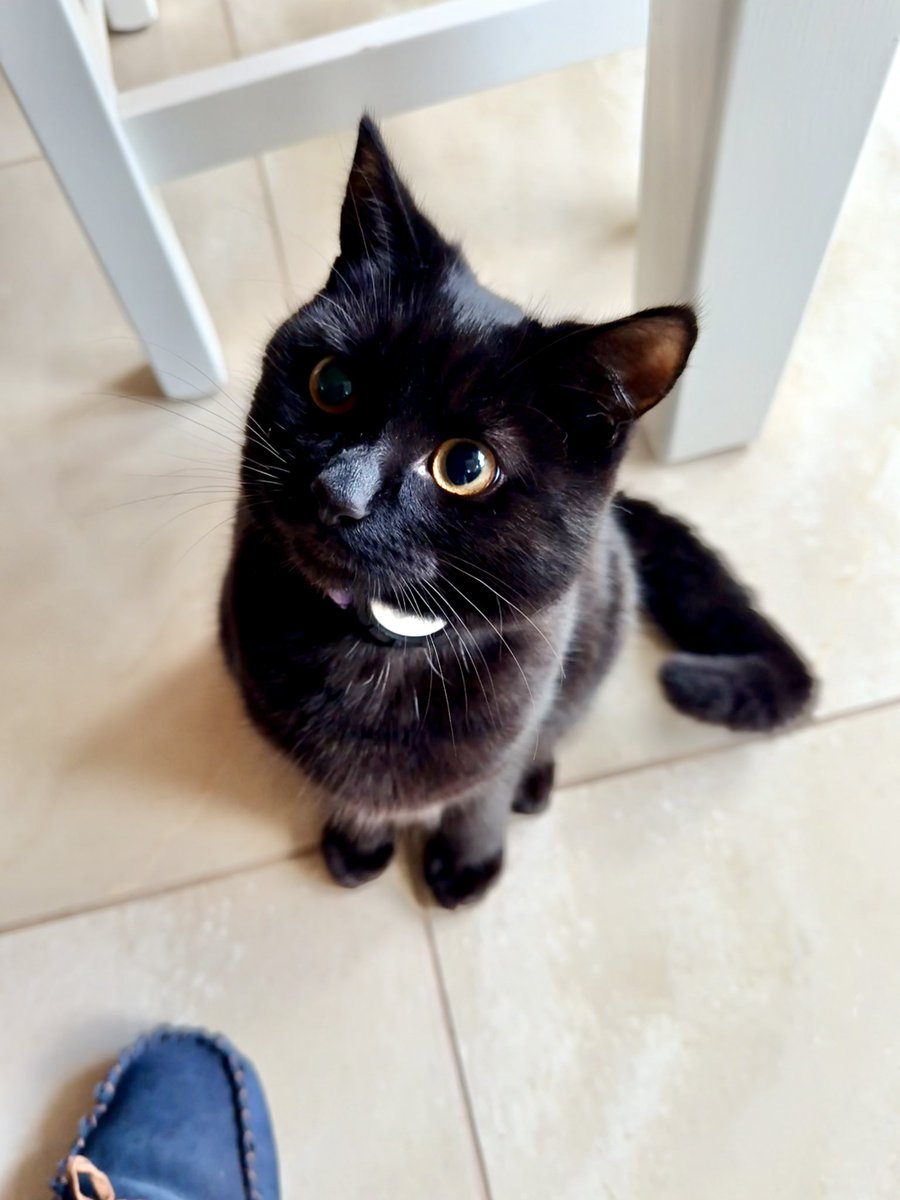 brendandonlon's tweet photo. This week's crop of #luna pics for #caturday - no matter what may be happening in the world, #voidcats want you to know they love you. (And they'll happily help you finish whatever you're eating...) #CatsOfTwitter #catsofX #cat #blackcat 🐈⬛ https://t.co/pG87i4KNLI