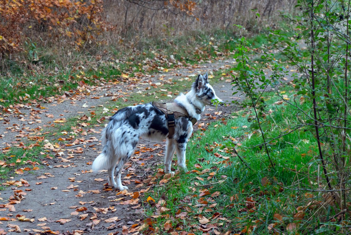 DorteHedengran's tweet photo. This cute dog was about to greet me until it spotted the golfers, but it ran back to its owner 🐕
#Denmark #SonyAlpha #NaturePhotography #streetphotography #photooftheday #November9th #SaturdayVibes #SaturdayMood #Saturday #animal #dog
📸Dorte Hedengran https://t.co/r8glPOQBEG