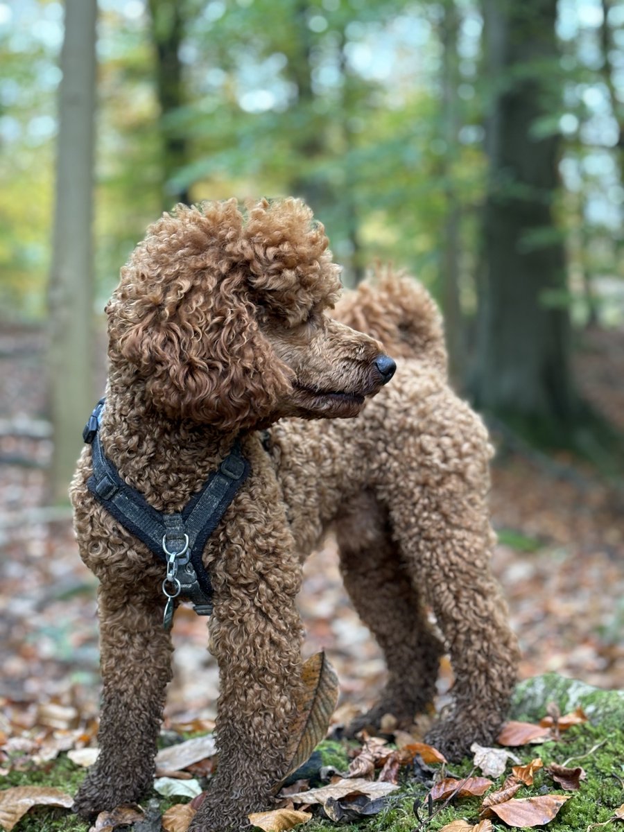 millypod1's tweet photo. 🆘9 NOV 2024 #Lost PIPPIN #ScanMe #Tagged
YOUNG Red/Brown Poodle: Miniature Male
Bedford Road #Horsham #WestSussex #RH12 #RH13 https://t.co/RPSXWfcOgL https://t.co/7cIaHyHFKq