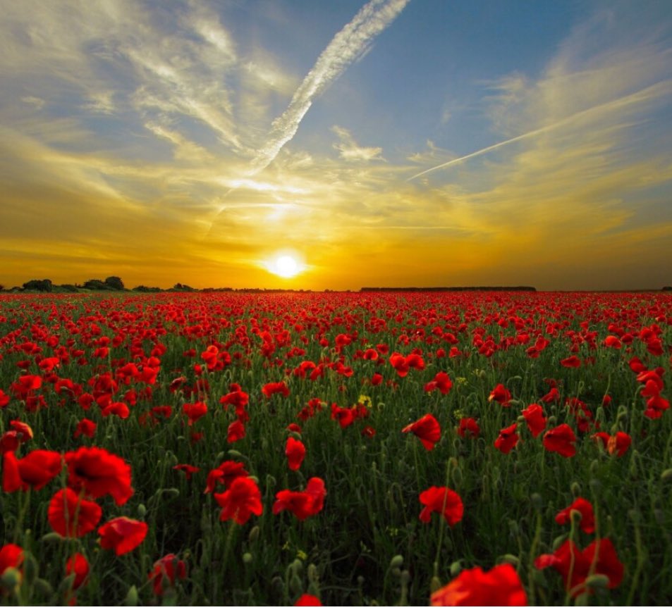 ‘Our ability to learn from their stories at first hand diminishes, but our obligation to remember them, what they stood for, and what they achieved for us all can never diminish’
King Charles III

<a href="/PoppyLegion/">Royal British Legion</a> 

Lest We Forget 🌺
