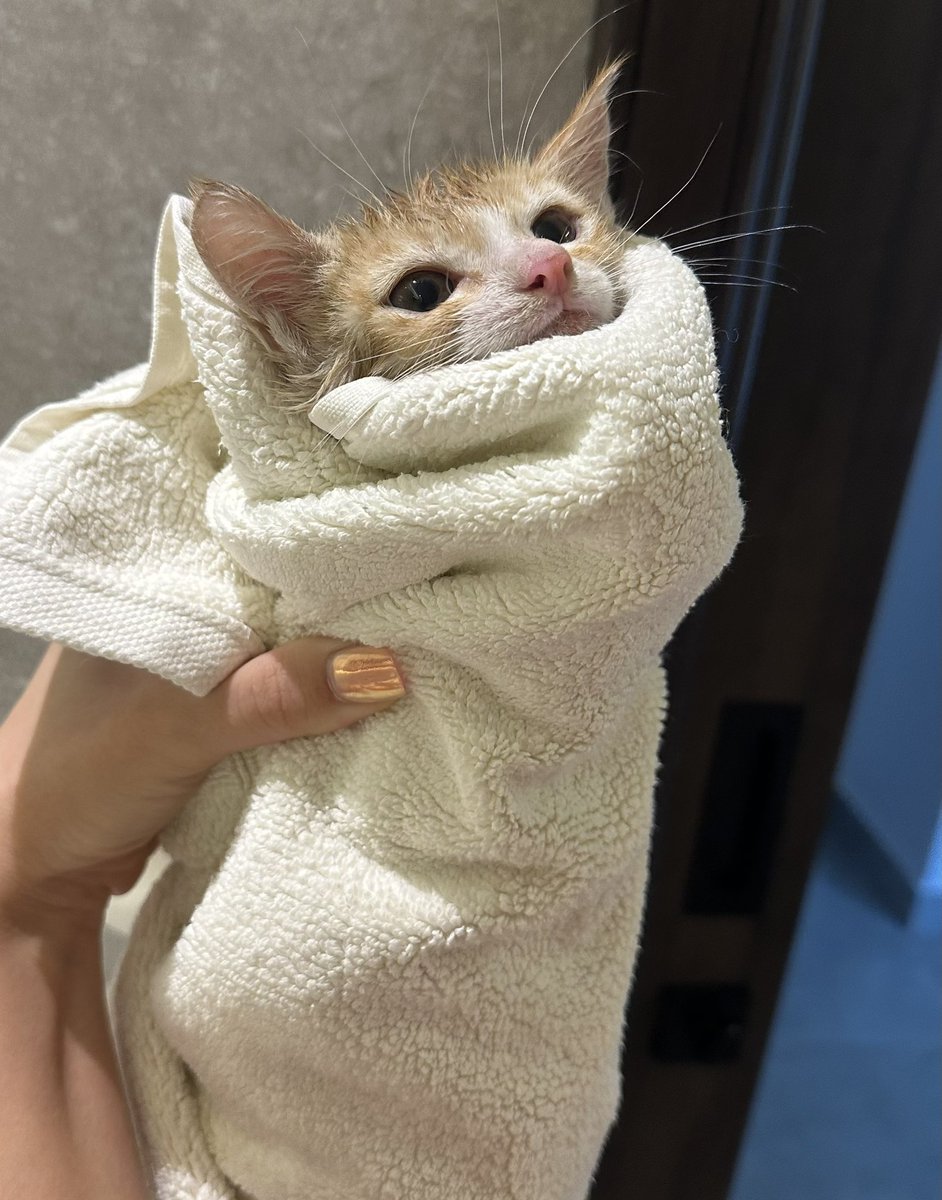 This abandoned cat was sleeping in a car engine for 3 days and got trapped in it.

Sensei Holdings has acquired Burrito, a 1 month old cat from the streets of Dubai.

My girlfriend loves cats so we will do our best to find Burrito a nice new home.