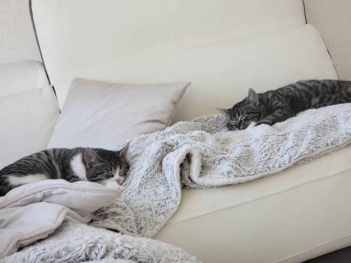 Eh mais j'vous ai pas dit, j'suis devenu papa depuis quelque semaines, 2 adorables potits chats, franchement j'suis giga gaga ❤️🔥