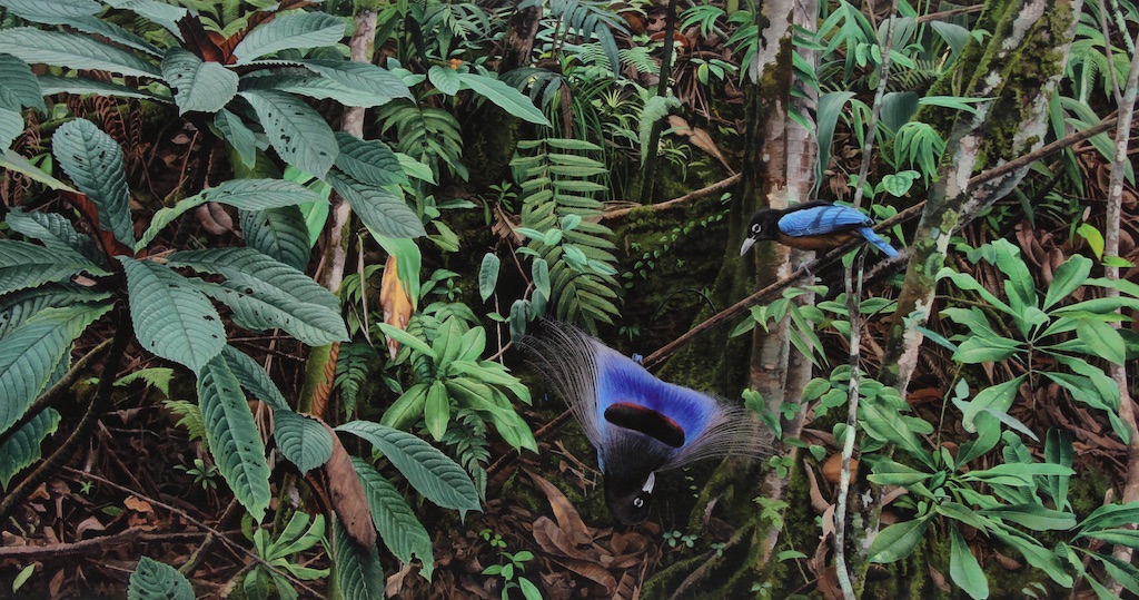 JohnGale8's tweet image. My 'Blue Bird of Paradise' prints are available next week &amp;amp; I'm putting discount on the 1st few sold. The original is painted from field observations &amp;amp; study, I've found out the large leaved plant on the left is likely new to science! 

Follow link:

johngaleart.co.uk/product/blue-b…