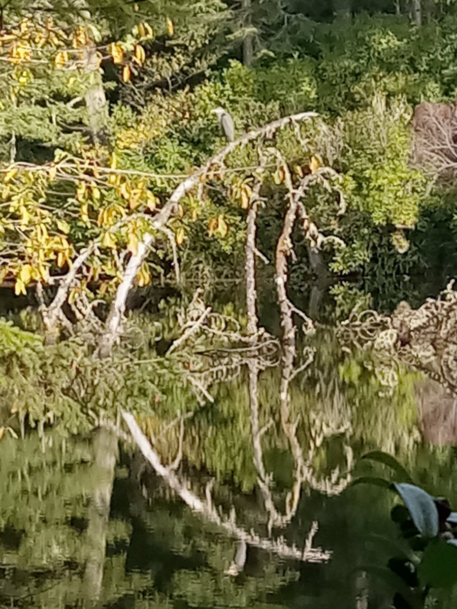 Blue Heron perched on tree fallen in the lake. Just now. I need a better camera.