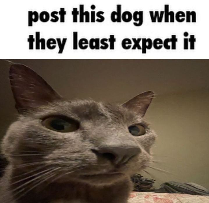 as shrimple as cat tweet media