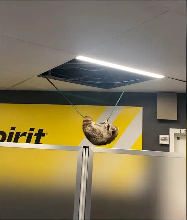 OrionTradesOps's tweet photo. This fella needs a token lol https://t.co/p5oCzFAi7A