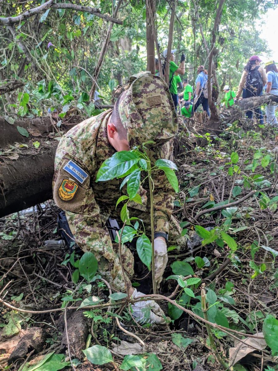 DefensaSV's tweet photo. Elementos del Comando de Ingenieros de la @FUERZARMADASV se sumaron a jornada de reforestación organizada por @MedioAmbienteSV en los alrededores de la Laguna Chanmico, San Juan Opico, La Libertad Centro.

Esta iniciativa busca mejorar el entorno natural y fomentar la conciencia ambiental en la comunidad. 🌱🌍