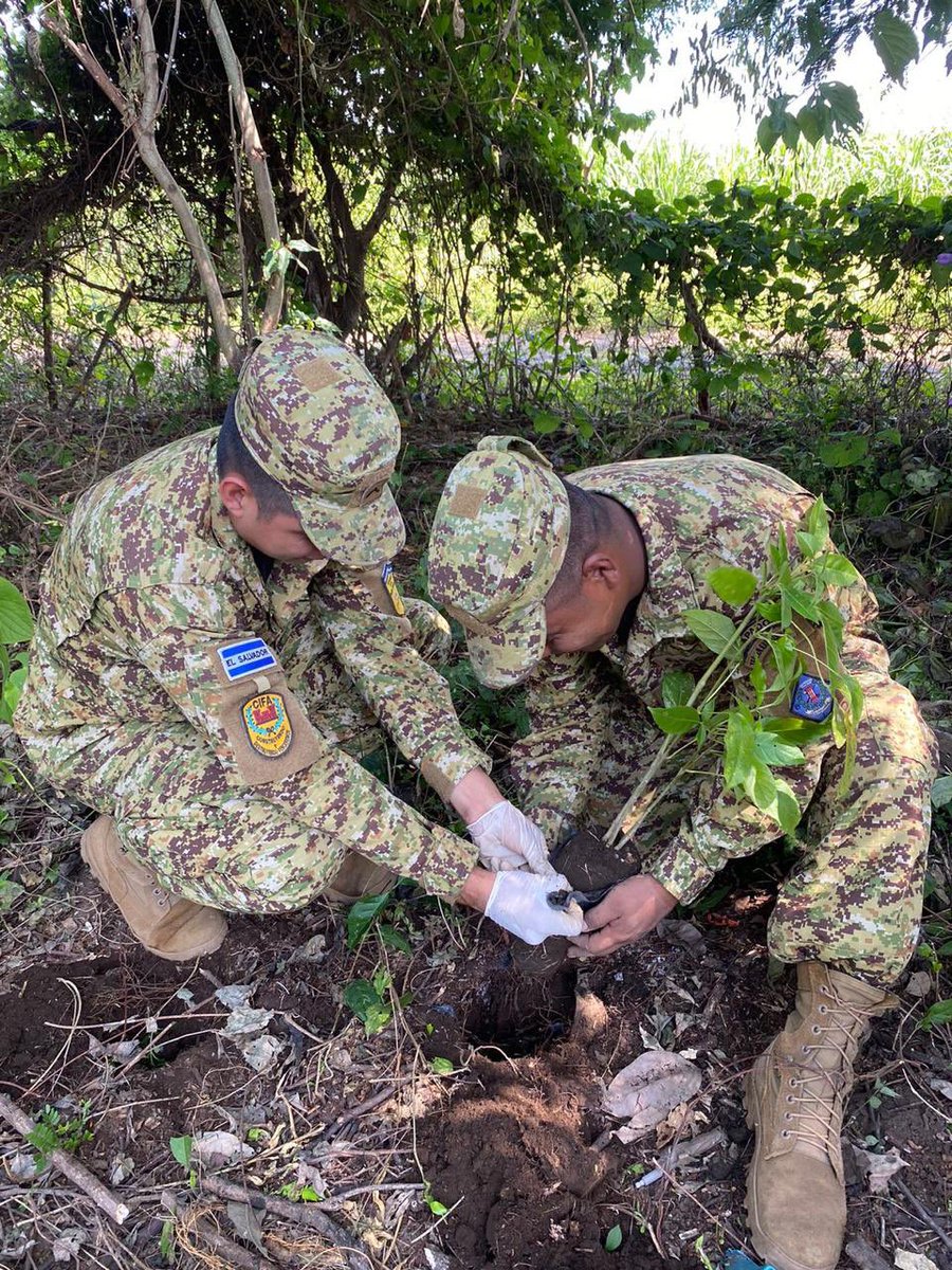 DefensaSV's tweet photo. Elementos del Comando de Ingenieros de la @FUERZARMADASV se sumaron a jornada de reforestación organizada por @MedioAmbienteSV en los alrededores de la Laguna Chanmico, San Juan Opico, La Libertad Centro.

Esta iniciativa busca mejorar el entorno natural y fomentar la conciencia ambiental en la comunidad. 🌱🌍