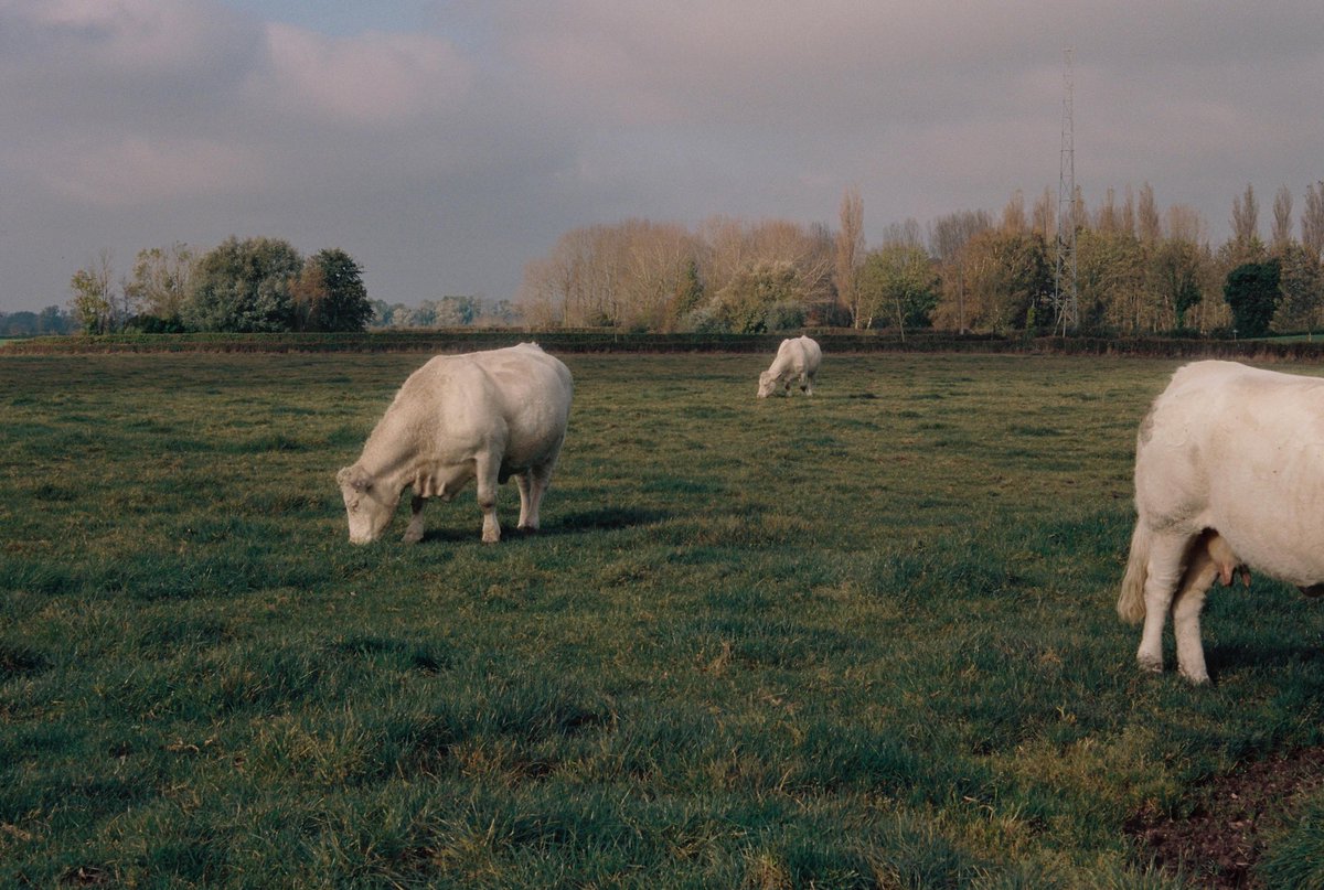 Sou (sad sad version) tweet media