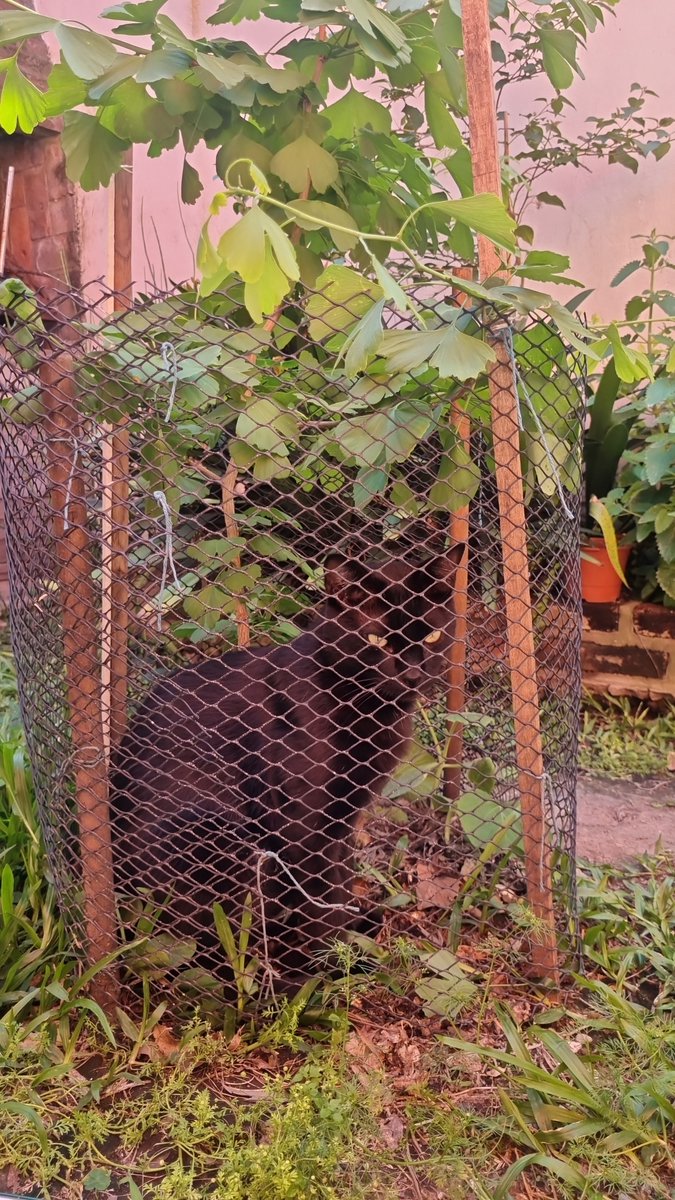 "Voy a poner una red para que el gato no me rompa las plantas"
El gordo puto del gato: