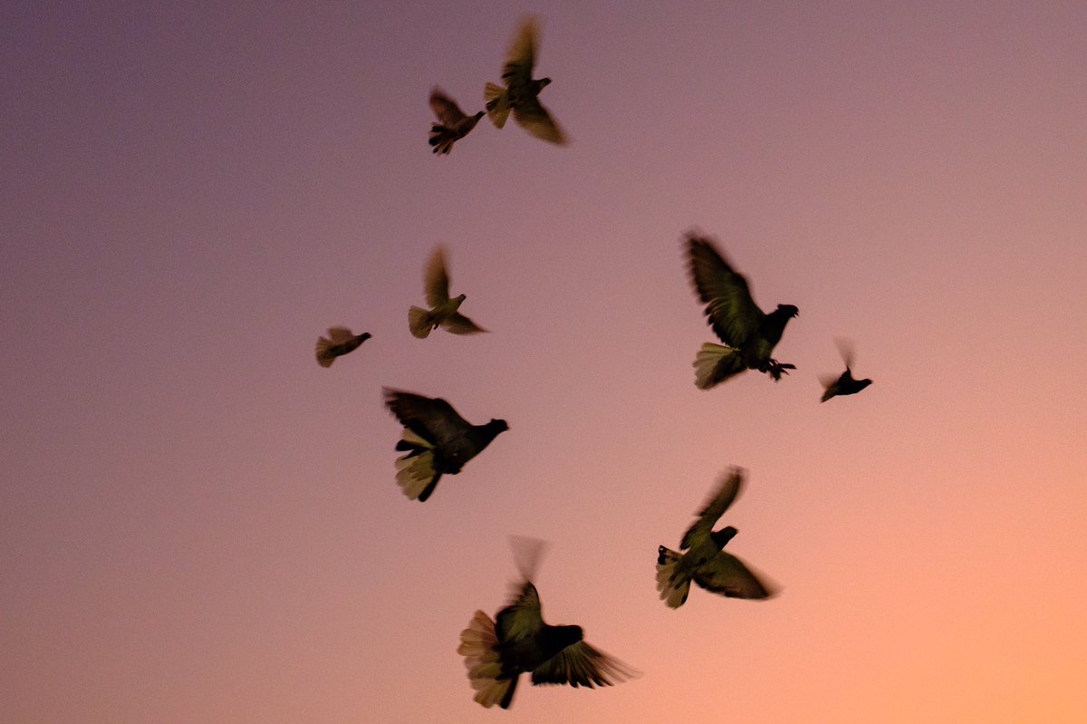 Qorsaya Island, Egypt
©Sahl Abdelrahman