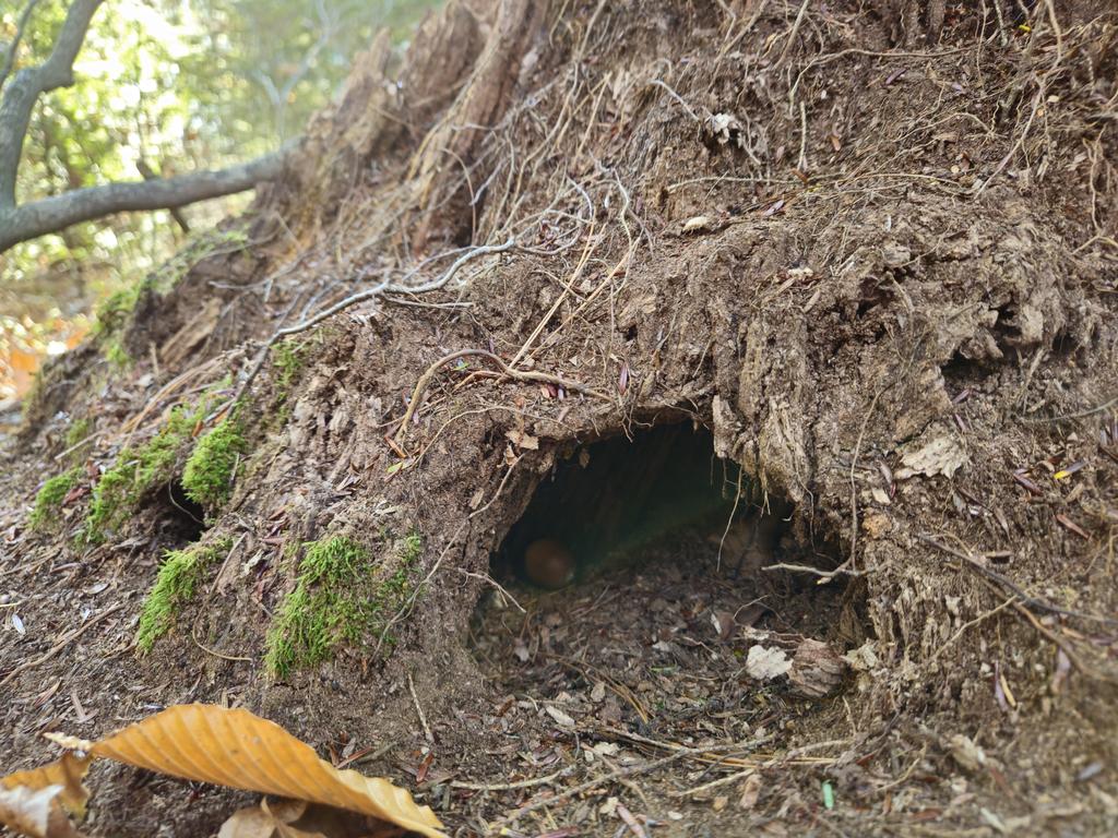 bramblerambles's tweet photo. Contemplating a photo essay, working title: 
There are chipmunck holes for everyone with eyes to see https://t.co/Mc2j39dgcF
