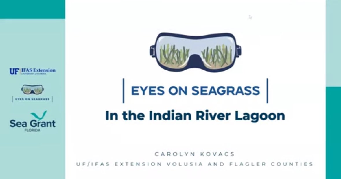 Florida Sea Grant (@floridaseagrant) on Twitter photo Get ready to dive into knowledge! Learn all about seagrass found in the Indian River Lagoon and how to take part in the Eyes on Seagrass Blitz beginning on November 1st.🤿🌿
👉 bit.ly/3YKba0E Get ready to dive into knowledge! Learn all about seagrass found in the Indian River Lagoon and how to take part in the Eyes on Seagrass Blitz beginning on November 1st.🤿🌿
👉 bit.ly/3YKba0E