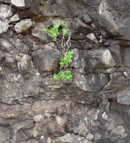 Mahalo <a href="/ecotraveler/">Nina Wu 🦋</a> at <a href="/StarAdvertiser/">Star-Advertiser</a> for covering the discovery of a new plant species on the high cliffs of #Kauai, something we achieved working with our partners and using drones and a robotic collecting arm. Read more: staradvertiser.com/2024/10/28/haw…