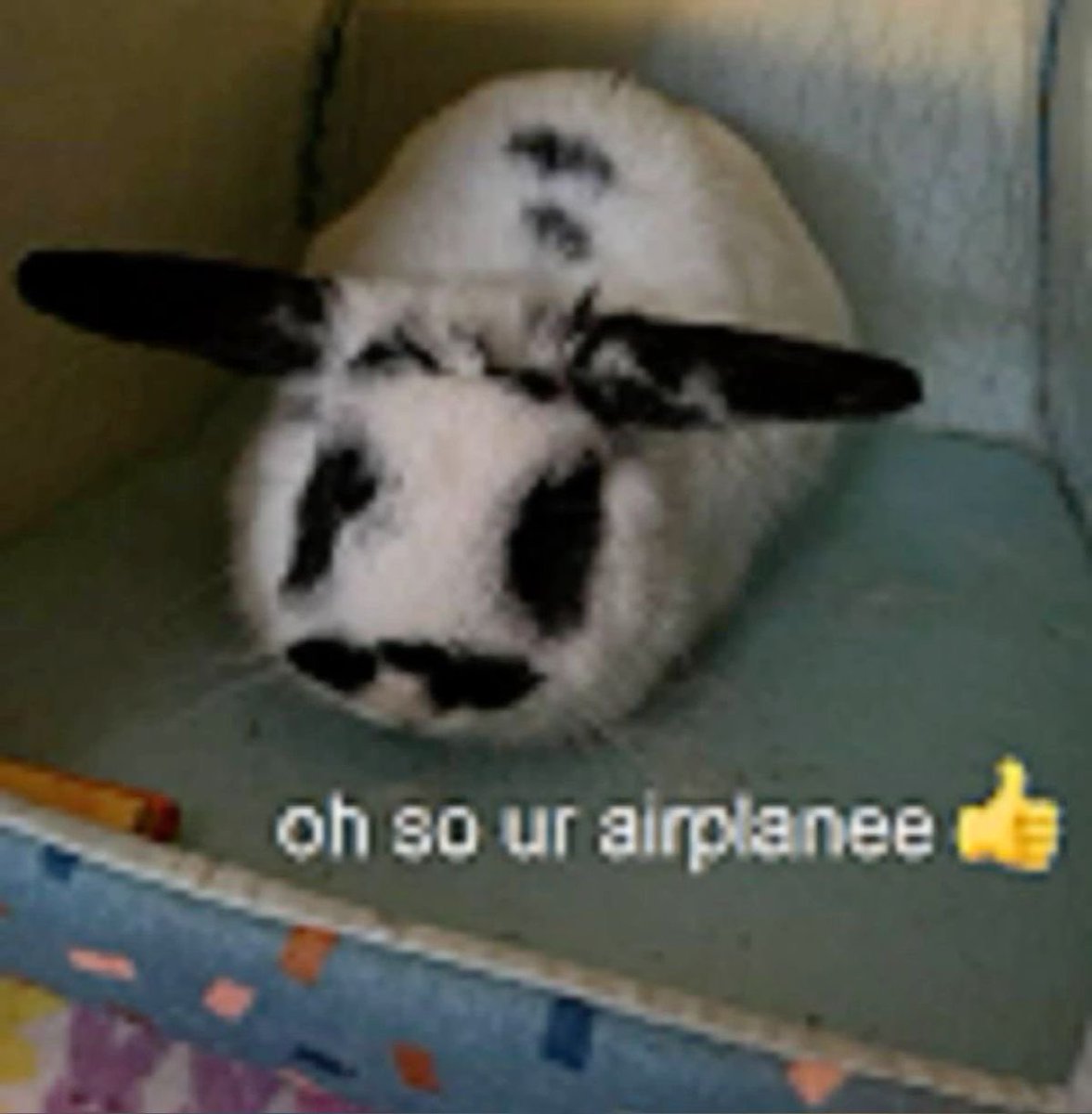 Bunnies's tweet image. 