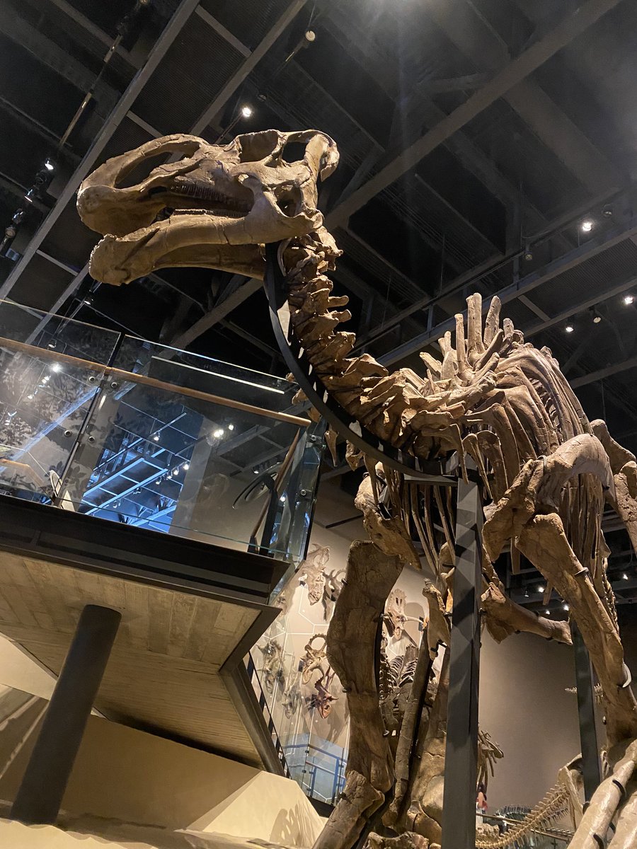 HarryBridger3's tweet photo. The fossil hall was chock-a-block with dinosaur skeletons, pretty much all of which are casts of species found in Utah. Giant sauropods, hadrosaurs, and lots of ceratopsians; this museum displays the diversity of dinosaurs like few other places. (3/3) https://t.co/Ib93z9JoCB