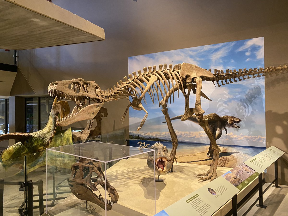 HarryBridger3's tweet photo. The fossil hall was chock-a-block with dinosaur skeletons, pretty much all of which are casts of species found in Utah. Giant sauropods, hadrosaurs, and lots of ceratopsians; this museum displays the diversity of dinosaurs like few other places. (3/3) https://t.co/Ib93z9JoCB