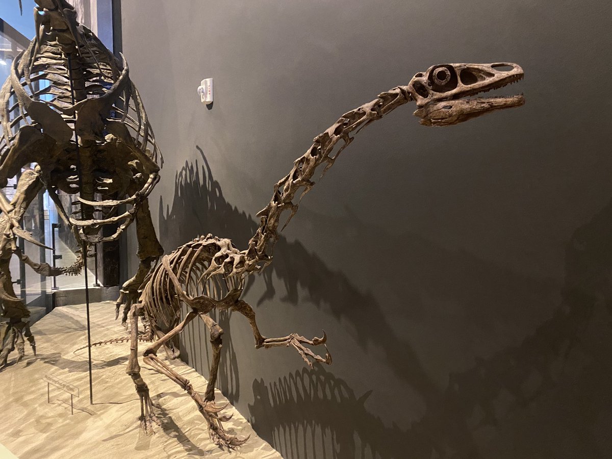 HarryBridger3's tweet photo. The fossil hall was chock-a-block with dinosaur skeletons, pretty much all of which are casts of species found in Utah. Giant sauropods, hadrosaurs, and lots of ceratopsians; this museum displays the diversity of dinosaurs like few other places. (3/3) https://t.co/Ib93z9JoCB