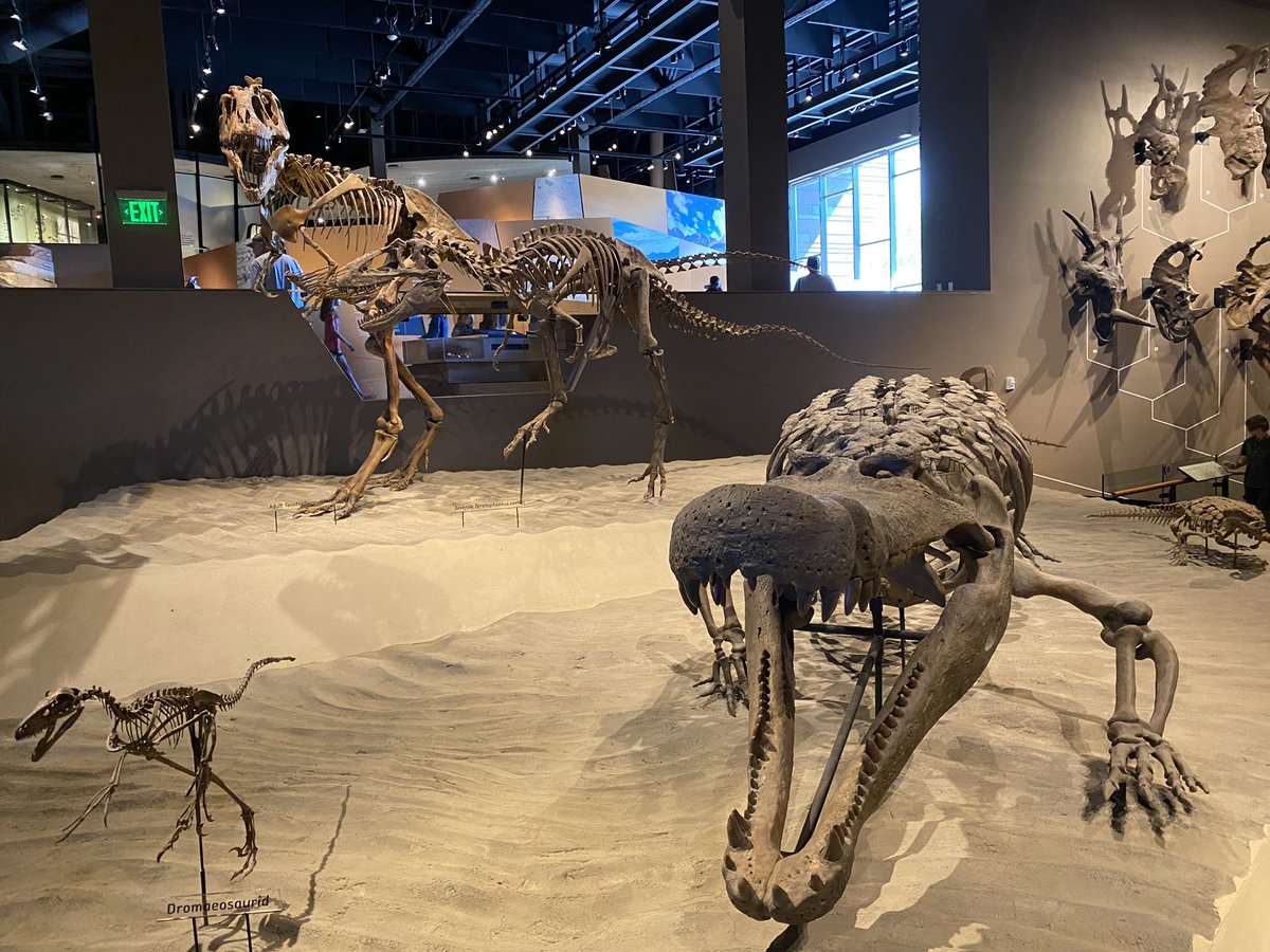 HarryBridger3's tweet photo. The fossil hall was chock-a-block with dinosaur skeletons, pretty much all of which are casts of species found in Utah. Giant sauropods, hadrosaurs, and lots of ceratopsians; this museum displays the diversity of dinosaurs like few other places. (3/3) https://t.co/Ib93z9JoCB