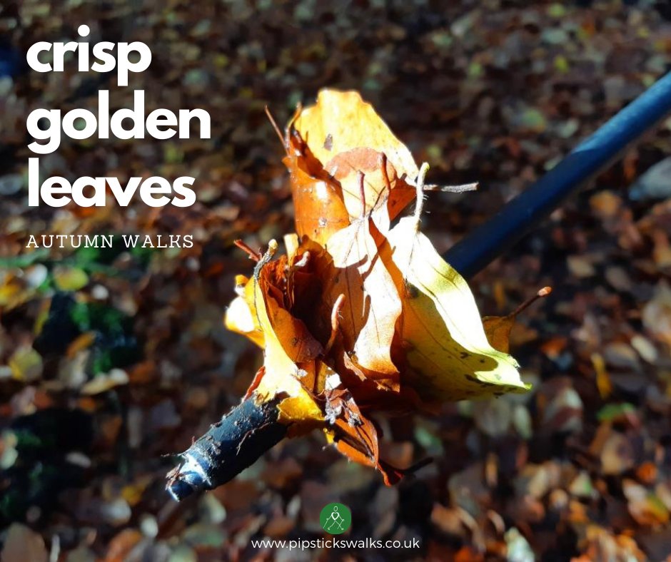 💚Autumn walks.  Where will you be walking this week?
#walking #hiking #autumn #autumnleaves