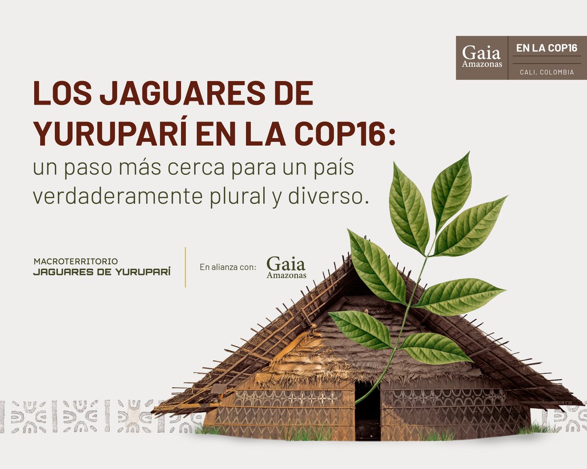 Esta semana acompañamos a los 4 gobiernos indígenas que conforman el Macroterritorio de los Jaguares de Yuruparí, en la Amazonía oriental colombiana, a presentar públicamente su Instancia de Coordinación en la #COP16 de biodiversidad.