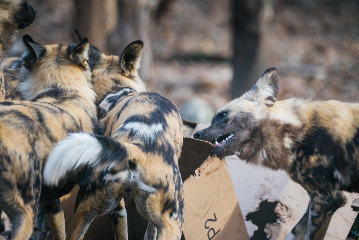STLWolfCenter's tweet photo. Where do #Africanpainteddogs get their name?

It comes from their strikingly unique coats - each one as distinct as a fingerprint!

Can you tell the difference between our African #painteddogs at the Endangered Wolf Center? What unique features stand out that set each apart? https://t.co/G67FeBKLbg