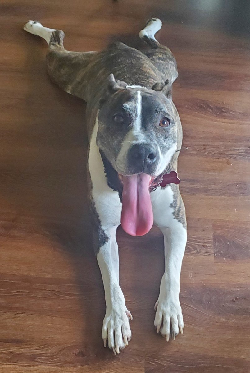 This guy hit the jackpot! I'm super excited about adopting this sweet lil guy. What a successful foster fail!  Meet 
Glacier The Magnificent!