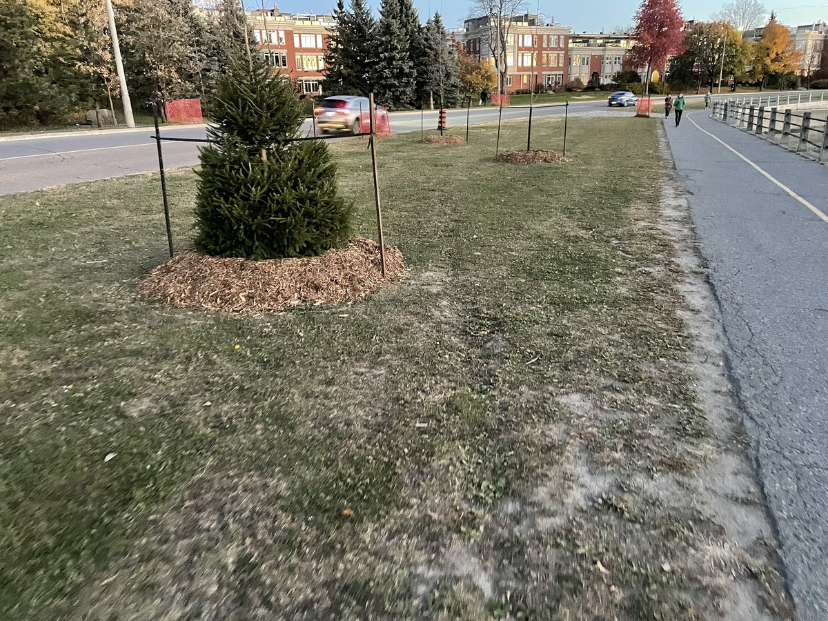 WVangeest's tweet photo. Great to see these new trees @NCC_CCN planted along QED. They’ll
🌳 protect #OttWalk, #OttRoll, and #OttBike from cars
🌲 provide shade for the same
🌳 absorb #Autowa noise
🌲 feed and shelter #OttWildlife

Only complaint? 👇 https://t.co/8qMUwbjapj