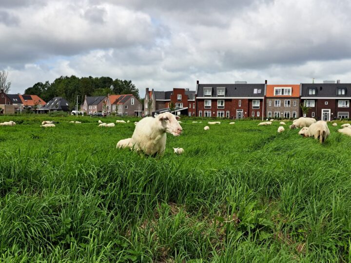 … vandaag in het nieuws (28-10-2024) 
Schaapskudde Wylde Weide verdwijnt en m... goutum.info/2024/10/08/van…