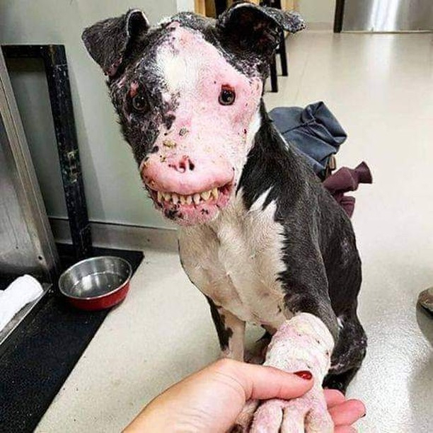This faithful dog suffered serious burns to save his master 😔 Is he still handsome? 🙏