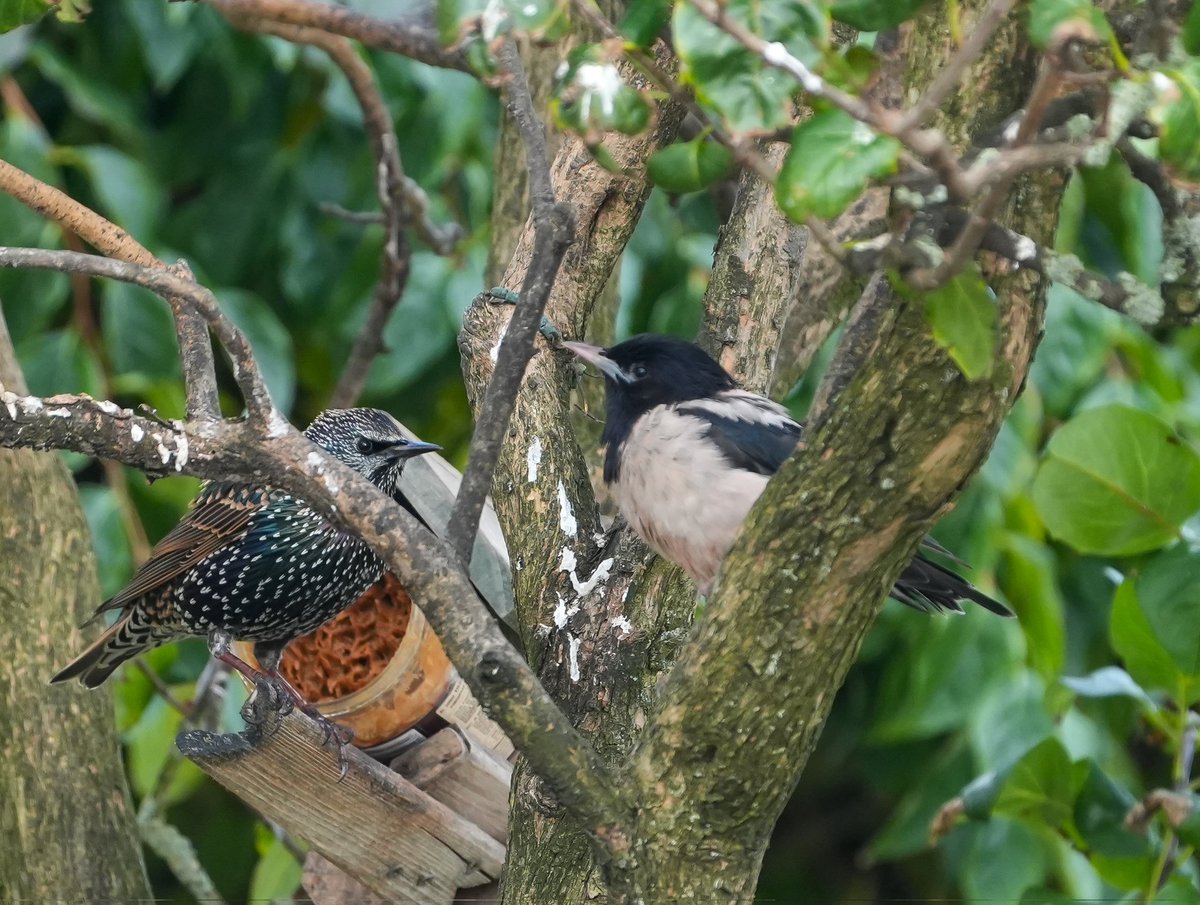 Weer een paar leuke soorten gezien afgelopen weekend #texel
#rozespreeuw #rotszwaluw
<a href="/vogelnieuws/">Vogelbescherming NL</a> <a href="/Sovon/">Sovon Vogelonderzoek Nederland</a>