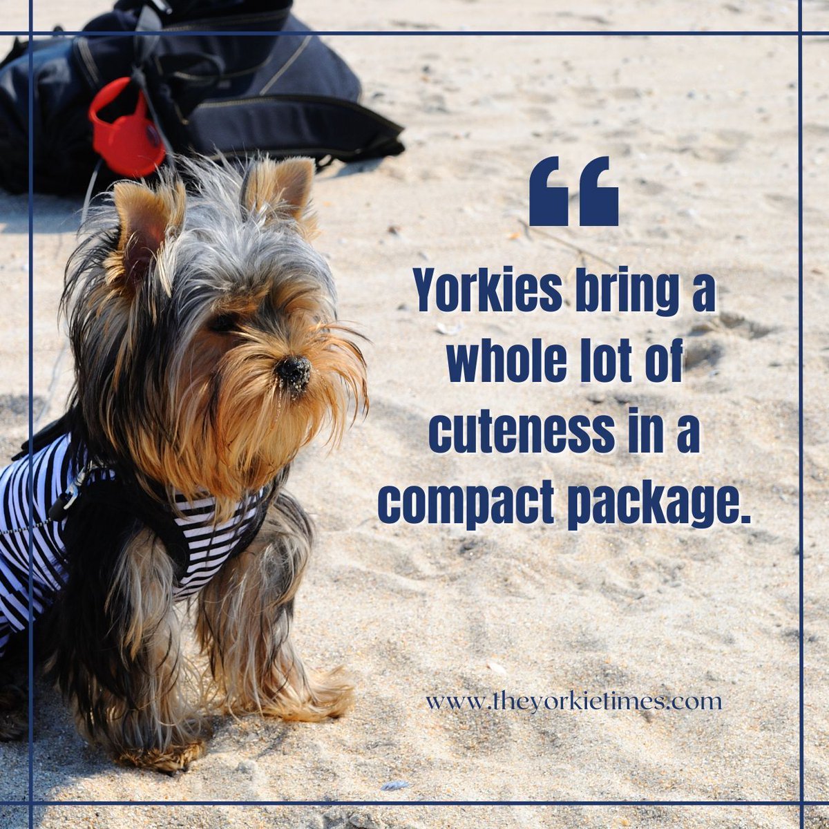 Every paw print left by a Yorkie is a testament to the love they bring into our lives.